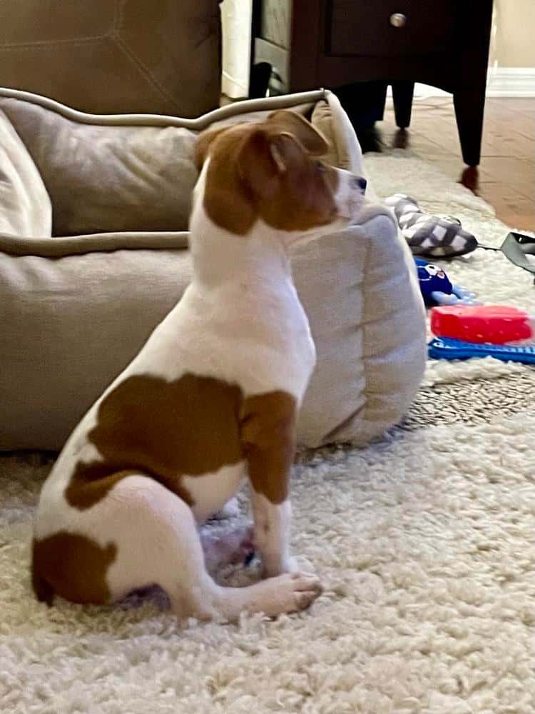 Testimonial - Rat Terrier - Deena G.